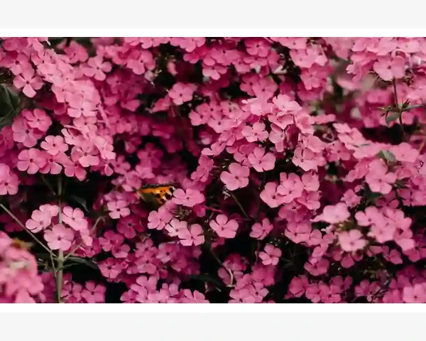 秋冬季节，热感冒咳嗽吃什么好？
